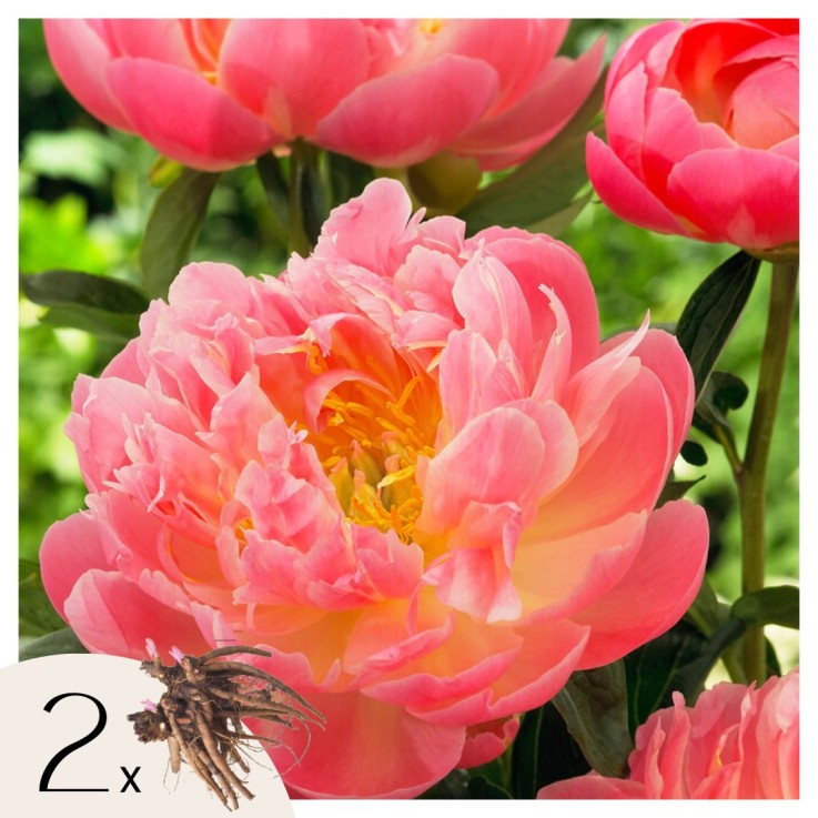 Pivoine - Set de 2 - Paeonia 'Pink Hawaiian Coral' - Rhizomes - Rose