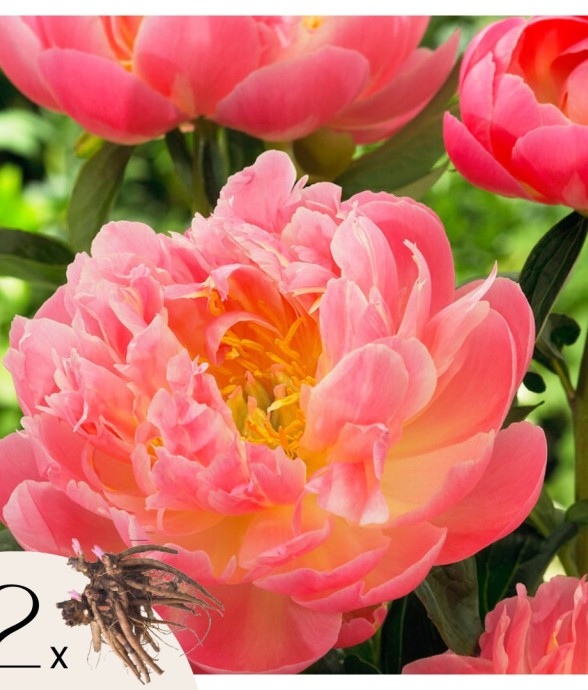 Pivoine - Set de 2 -...