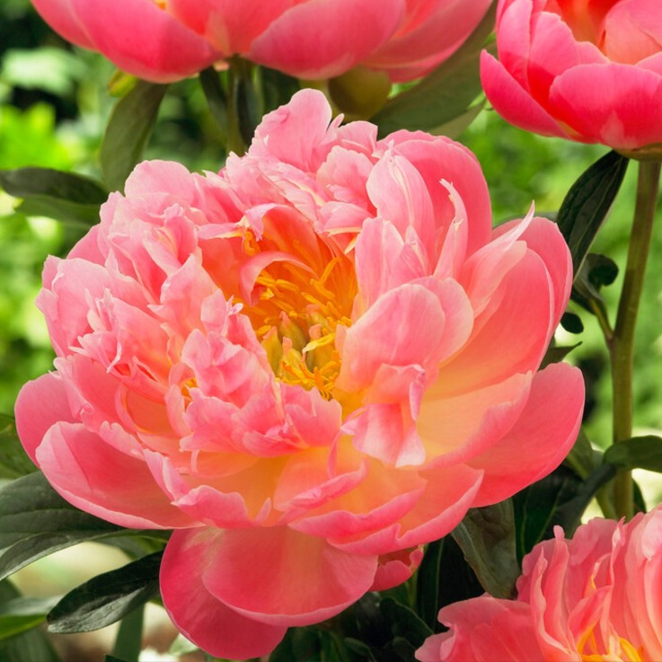 Pivoine - Set de 2 - Paeonia 'Pink Hawaiian Coral' - Rhizomes - Rose