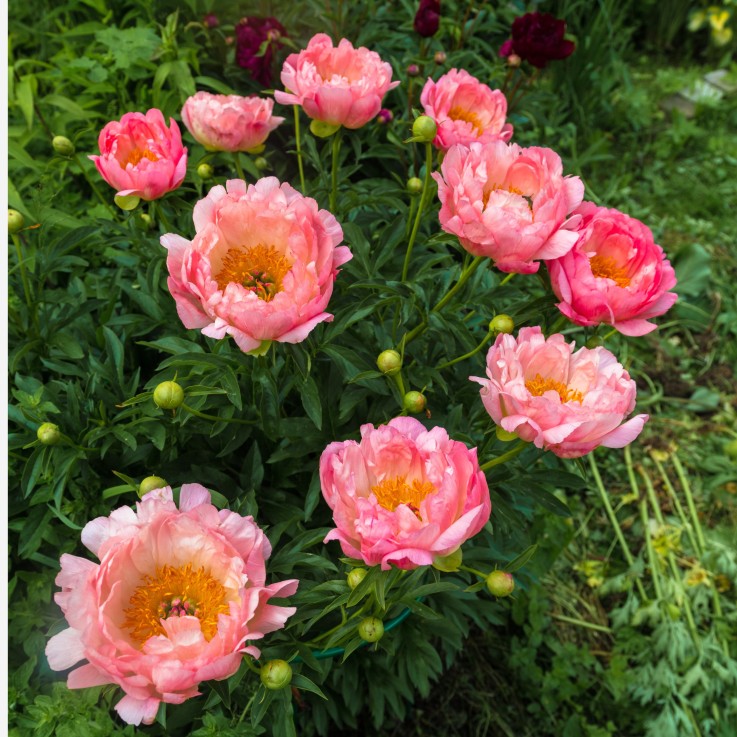 Pivoine - Set de 2 - Paeonia 'Pink Hawaiian Coral' - Rhizomes - Rose