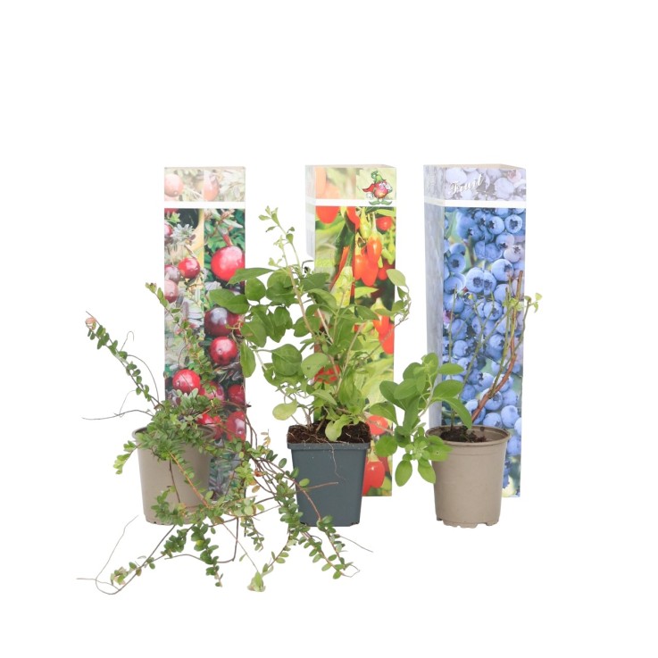 Mélange de plantes fruitières - Set de 6 - Actinidia Vaccinium - H25-40cm - ⌀9cm