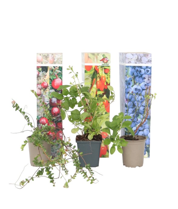 Mélange de plantes...