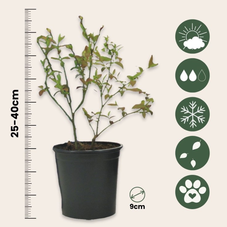 Mélange de plantes fruitières - Set de 6 - Actinidia Vaccinium - H25-40cm - ⌀9cm