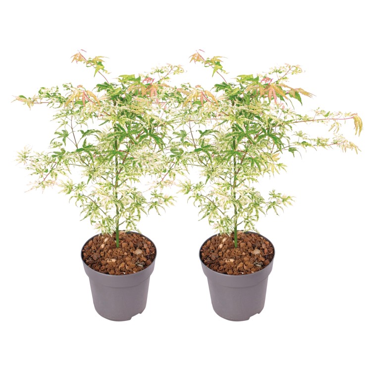 Érable du Japon - Set de 2 - Acer palmatum 'Ukigumo' - Hauteur 50-60cm - ⌀19cm