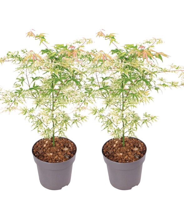 Érable du Japon - Set de 2...