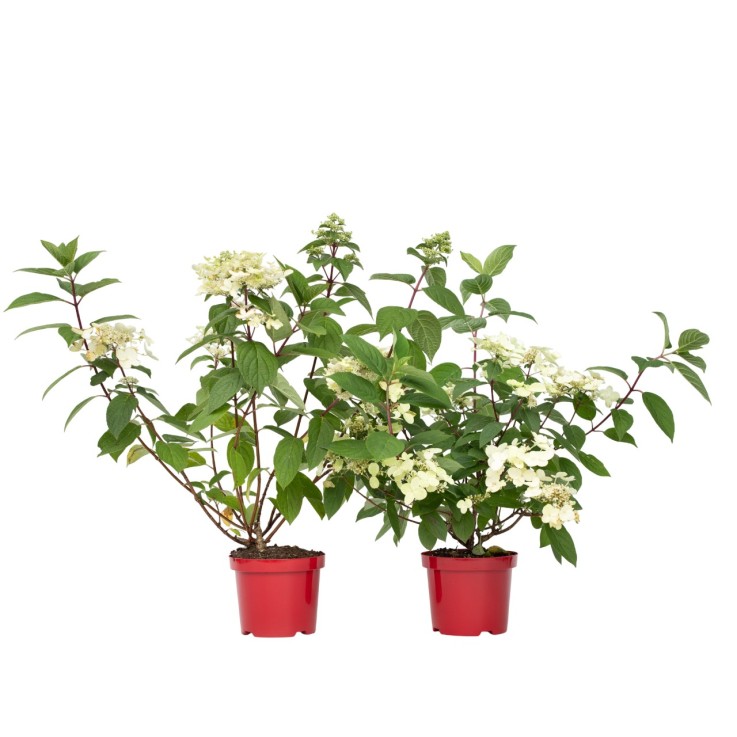 Hortensia - Set de 2 - Hydrangea paniculata 'Wim's Red' - H25-40cm - ⌀19cm