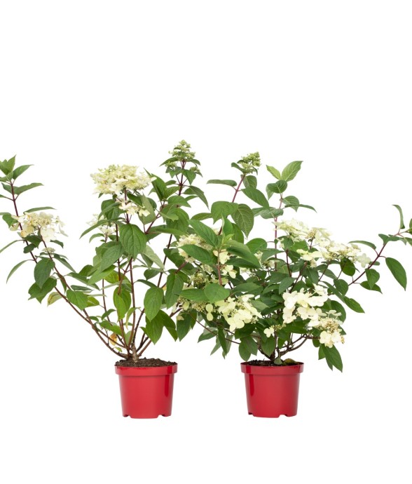 Hortensia - Set de 2 -...