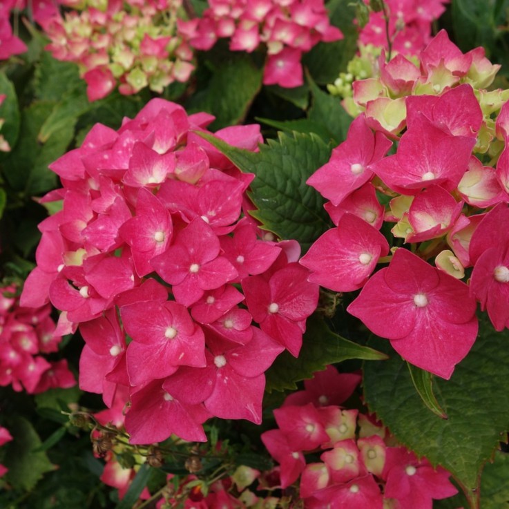 Hortensia - Set de 2 - Hydrangea paniculata 'Wim's Red' - H25-40cm - ⌀19cm