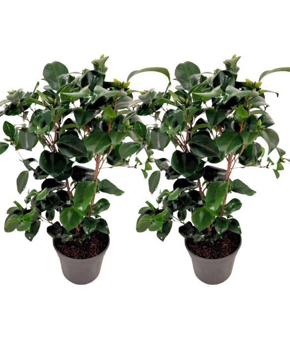 Camélia - Set de 2 -...