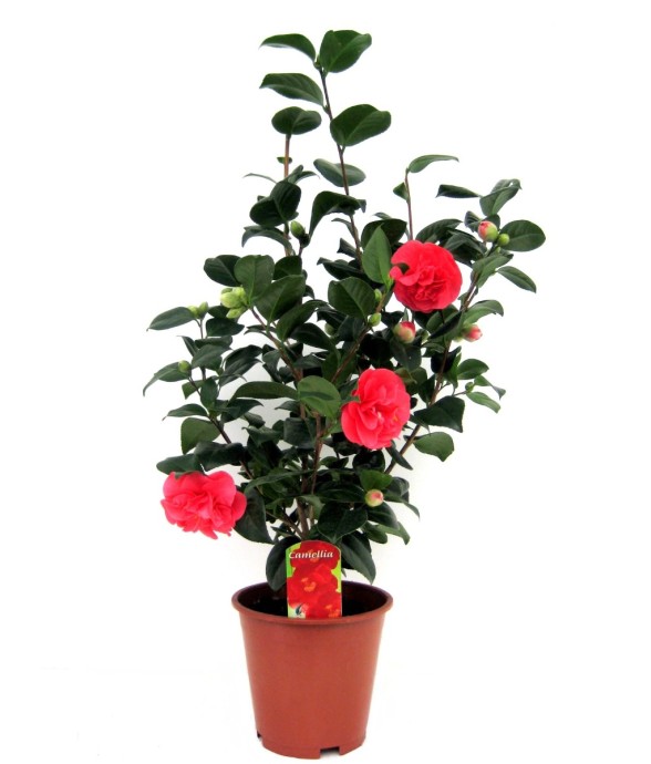 Camélia - Camellia japonica...