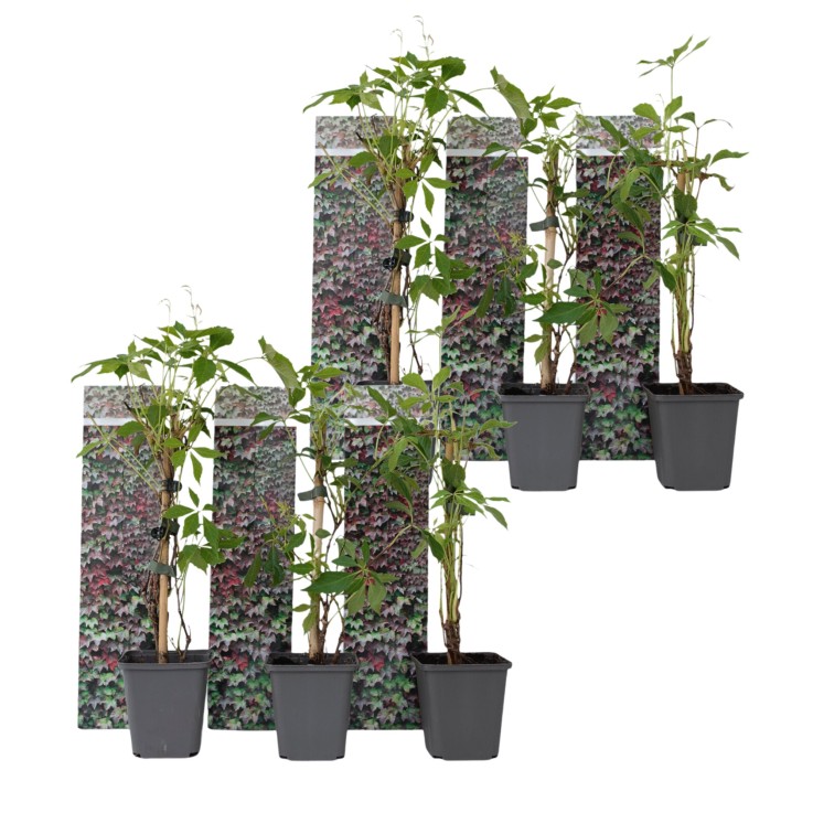 Vigne vierge - Set de 6 - Parthenocissus quinquefolia - Hauteur 25-40cm - ⌀9cm