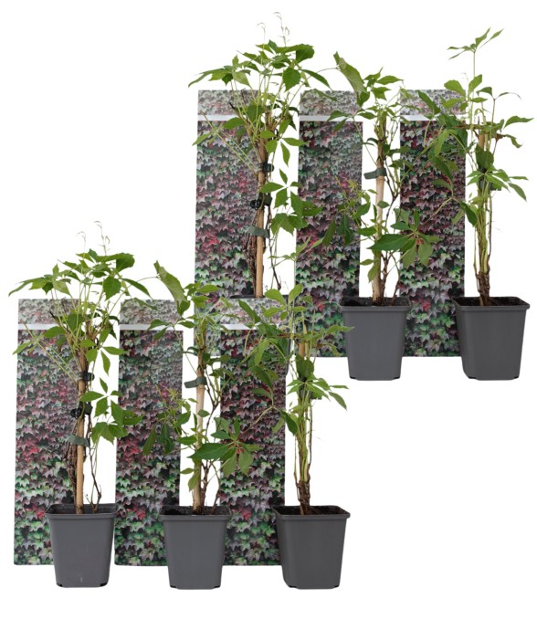 Vigne vierge - Set de 6 -...