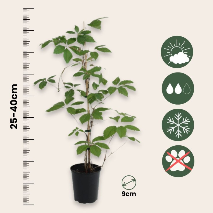 Vigne vierge - Set de 6 - Parthenocissus quinquefolia - Hauteur 25-40cm - ⌀9cm