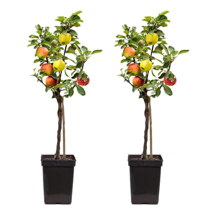 Pommier - Set de 2 - Malus - Hauteur 60-70cm - ⌀17cm