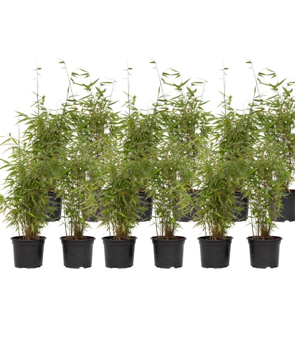 Bambou non-traçant - Set de...