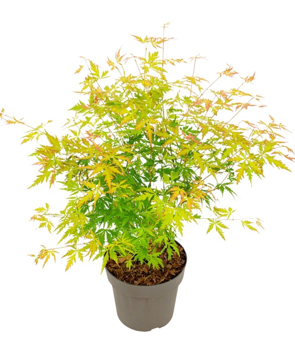 Érable du Japon - Acer...