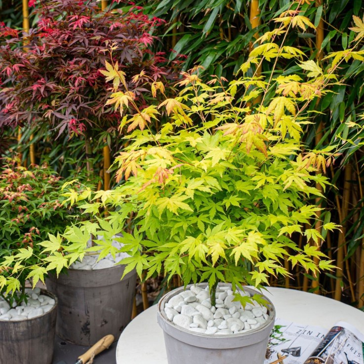 Érable du Japon - Acer palmatum 'Orange Lace' - Hauteur 60-70cm - ⌀19cm
