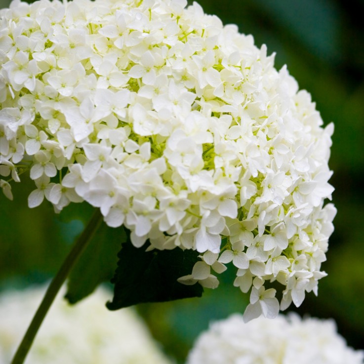 Hortensia - Set de 3 - Hydrangea 'Strong Annabelle' - Hauteur 30-40cm - ⌀19cm