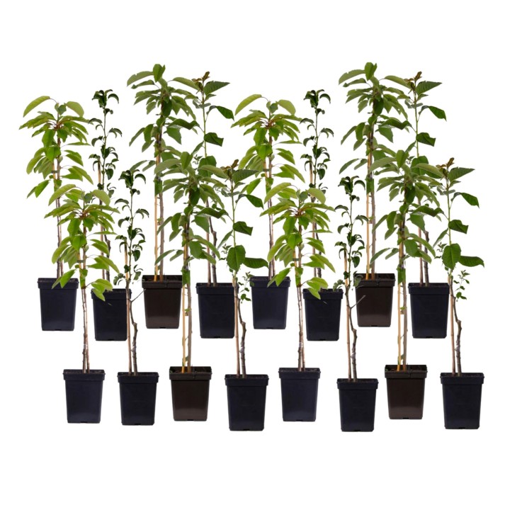 Arbres fruitiers -  x16 - Pommier, Cerisier, Poirier et Prunier - 60-70cm - ⌀9cm