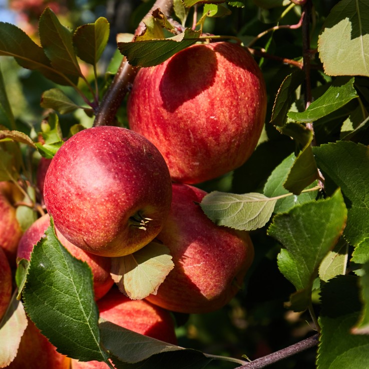 Arbres fruitiers -  x16 - Pommier, Cerisier, Poirier et Prunier - 60-70cm - ⌀9cm