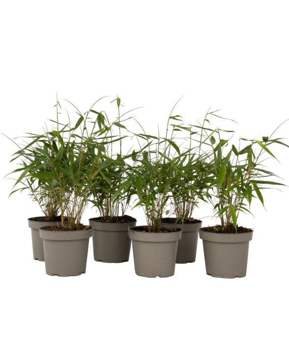 Bambou non-traçant - Set de...