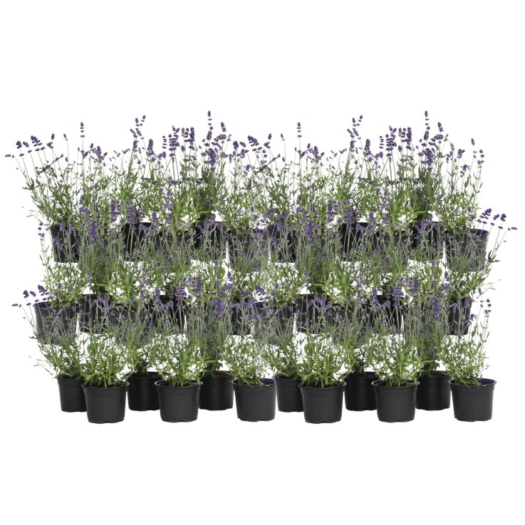 Lavande vraie - Set de 36 - Lavandula angustifolia - Hauteur 10-15cm - ⌀10,5cm