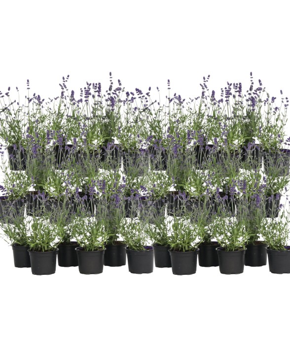 Lavande vraie - Set de 36 -...