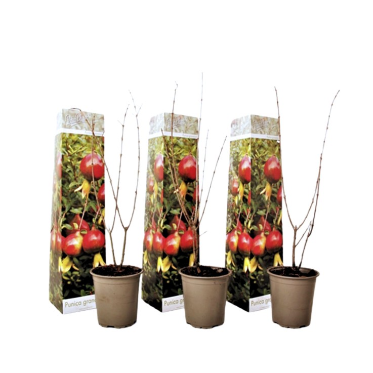 Grenadier - Set de 3 - Punica granatum - Hauteur 25-40cm - ⌀9cm