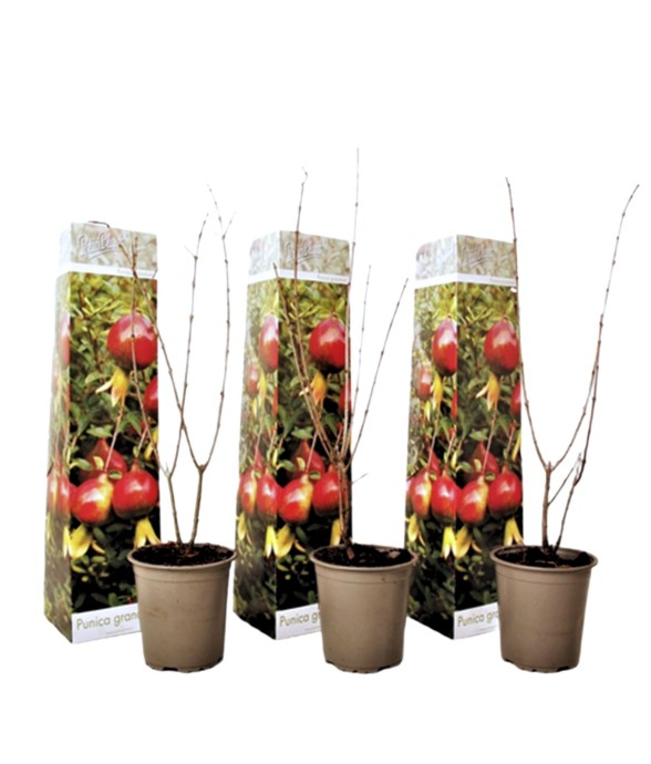 Grenadier - Set de 3 -...