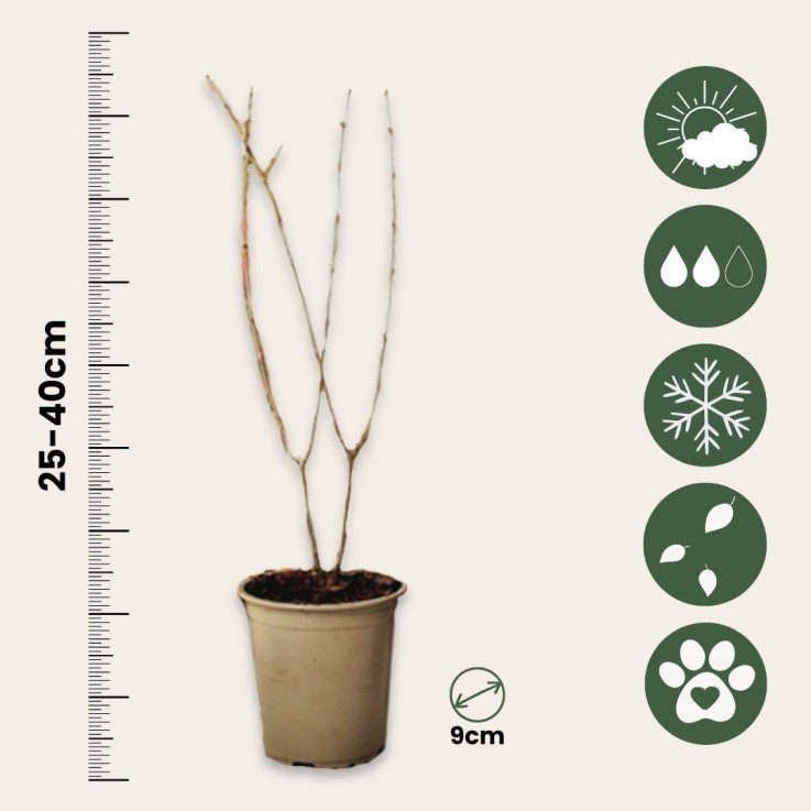 Grenadier - Set de 3 - Punica granatum - Hauteur 25-40cm - ⌀9cm