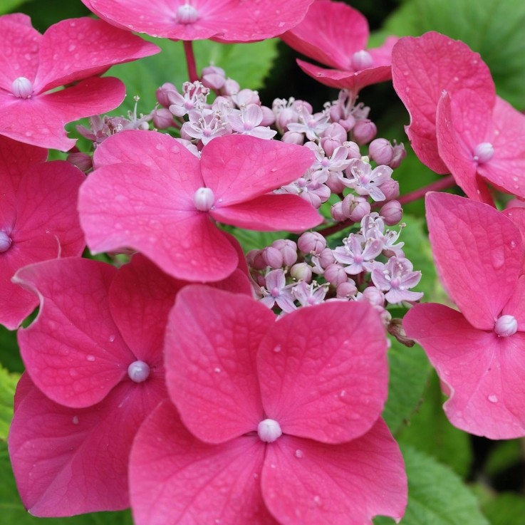 Hortensia - Set de 3 - Hydrangea macrophylla 'Red Bull' - Hauteur 25-40cm - ⌀9cm