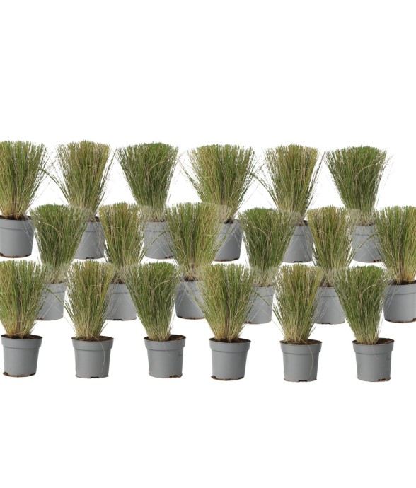 Herbe aux plumes - Set de...