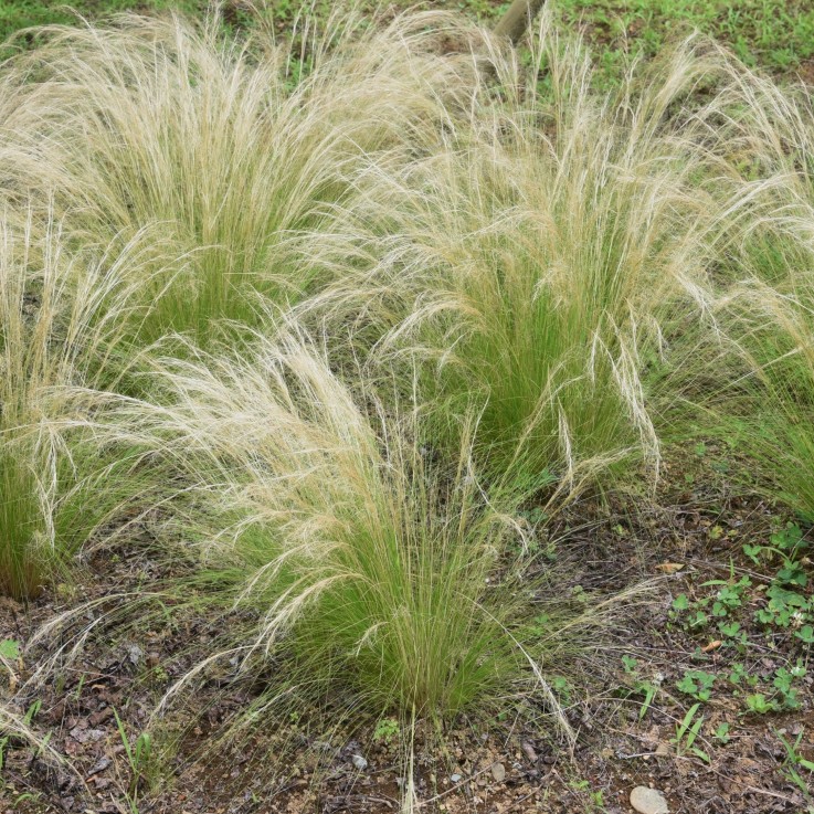 Herbe aux plumes - Set de 18 - Stipa tenuifolia 'Pony Tails' - H20-30cm - ⌀9cm
