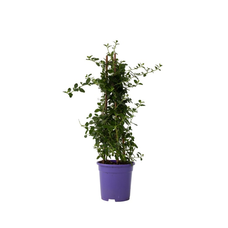 Lilas de Californie - Ceanothus thyrsiflorus Repens - Hauteur 60-70cm - ⌀17cm