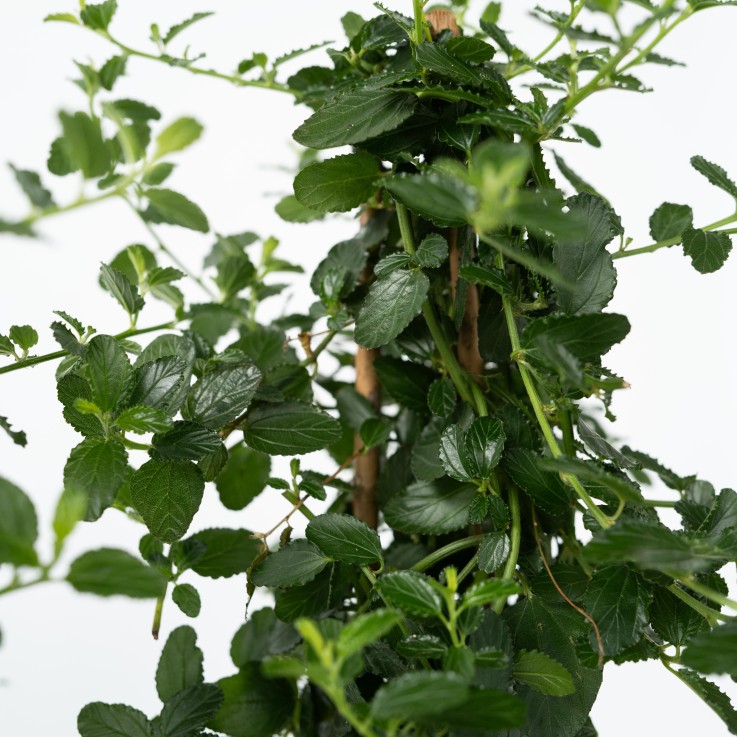 Lilas de Californie - Ceanothus thyrsiflorus Repens - Hauteur 60-70cm - ⌀17cm