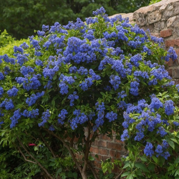 Lilas de Californie - Ceanothus thyrsiflorus Repens - Hauteur 60-70cm - ⌀17cm
