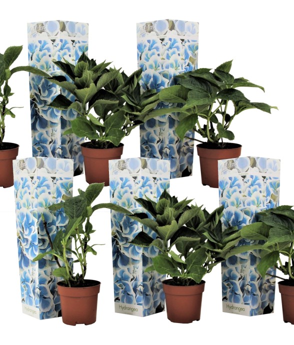 Hortensia - Set de 6 -...