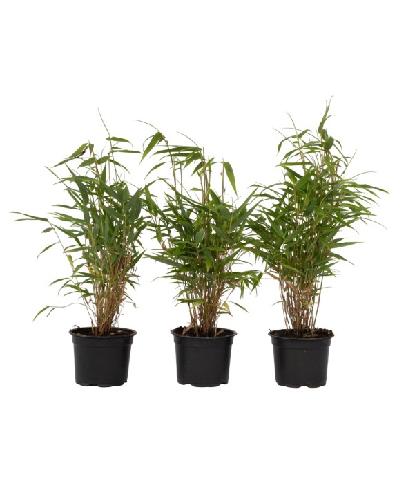 Bambou non-traçant - Set de...