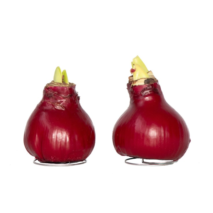 Amaryllis - Hippeastrum 'Wax Bordeaux' - Bulbe de fleur - Rouge