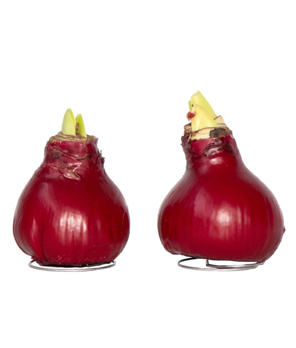 Amaryllis - Hippeastrum...