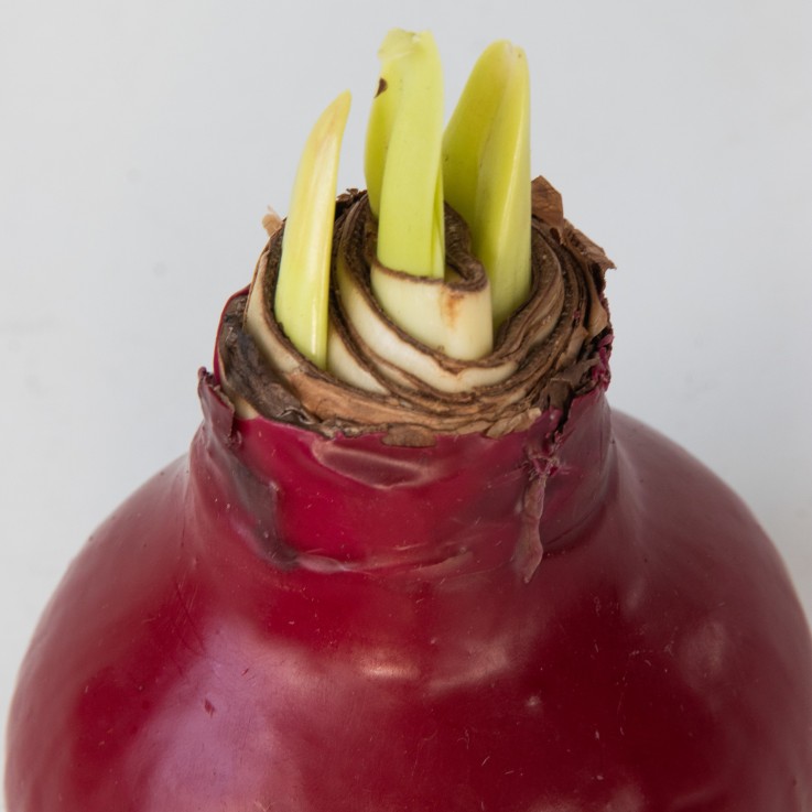 Amaryllis - Hippeastrum 'Wax Bordeaux' - Bulbe de fleur - Rouge