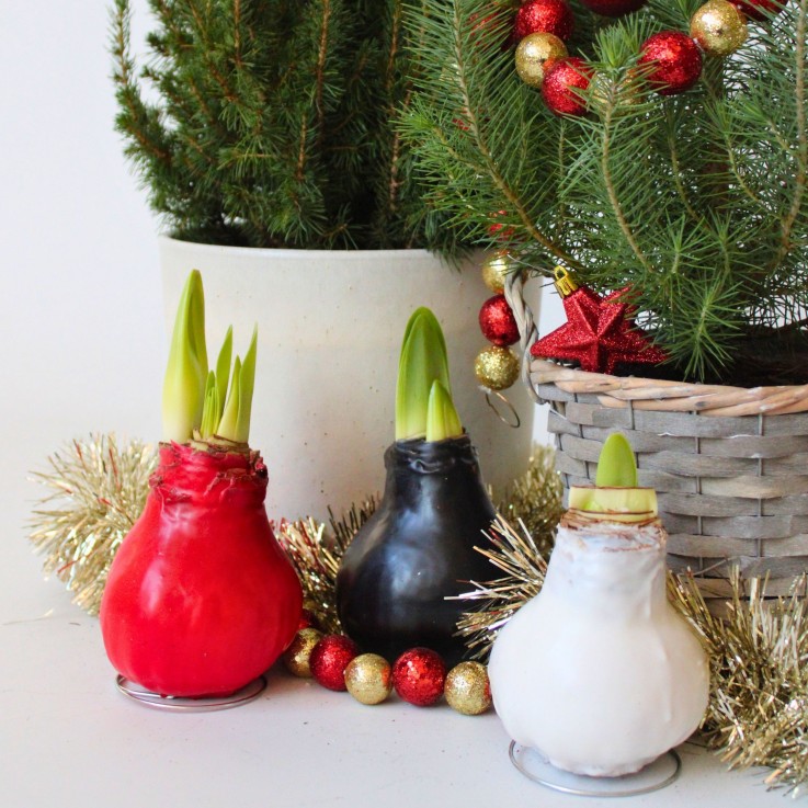 Amaryllis - Hippeastrum 'Wax Bordeaux' - Bulbe de fleur - Rouge