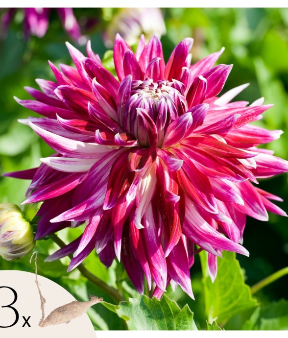 Dahlias - Set de 3 - Dahlia...