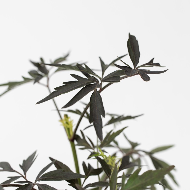 Sureau noir - Set de 4 - Sambucus nigra 'Black Lace' - Hauteur 25-40cm - ⌀17cm