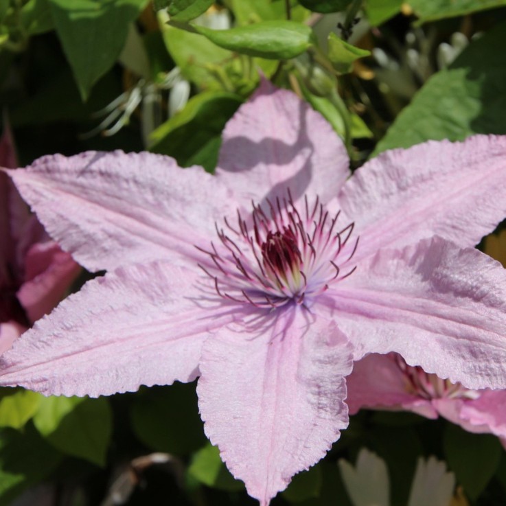 Clématite - Lot de 2 - Clematis 'Hagley Hybrid' - Hauteur 100-120cm - ⌀17cm
