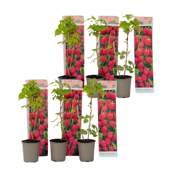 Framboisier - Set de 6 - Rubus ideaus 'Autumn Bliss' - Hauteur 25-40cm - ⌀9cm