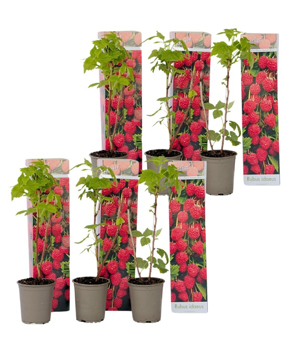 Framboisier - Set de 6 -...