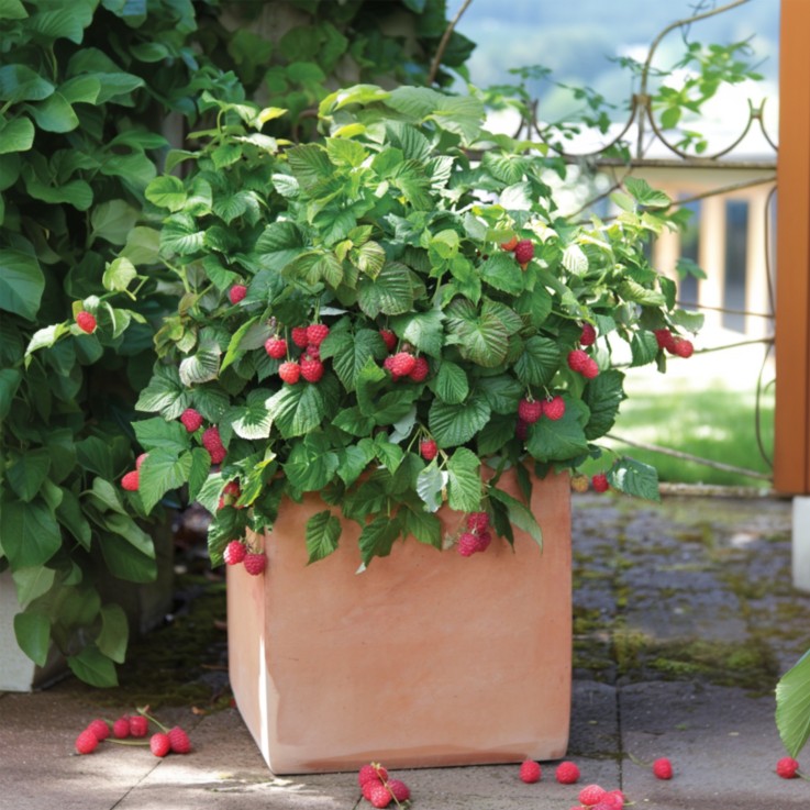Framboisier - Set de 6 - Rubus ideaus 'Autumn Bliss' - Hauteur 25-40cm - ⌀9cm