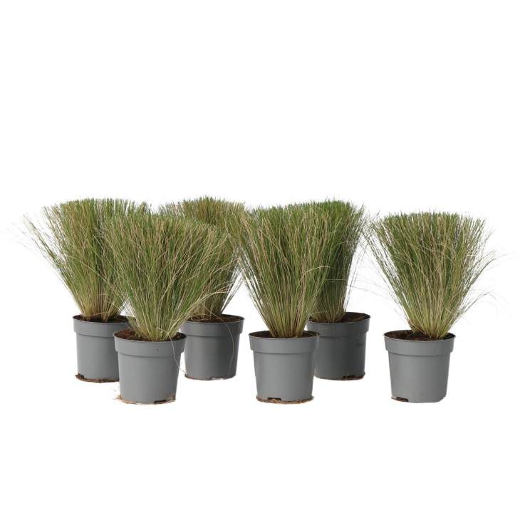 Herbe aux plumes - Set de 6 - Stipa tenuifolia 'Pony Tails' - H20-30cm - ⌀9cm