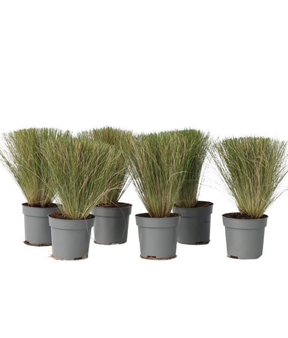 Herbe aux plumes - Set de 6...